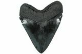Serrated, Fossil Megalodon Tooth - Massive Meg Tooth #231750-2